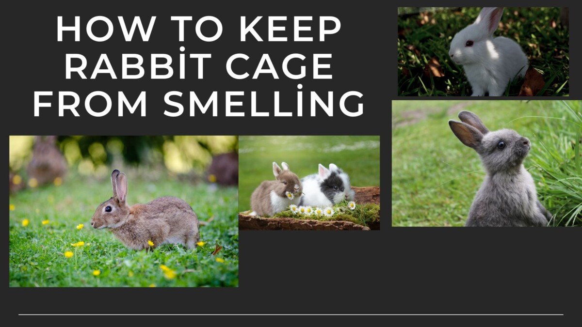 HOW TO KEEP RABBİT CAGE FROM SMELLİNG