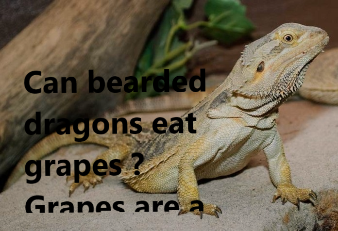 can bearded dragons eat graper
