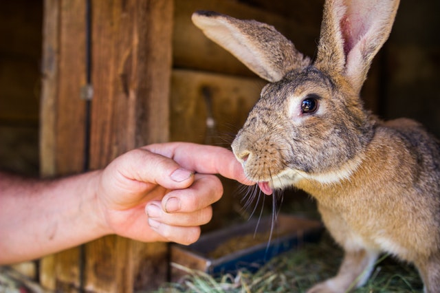 How to Keep a Rabbit Cage from Smelling Bad