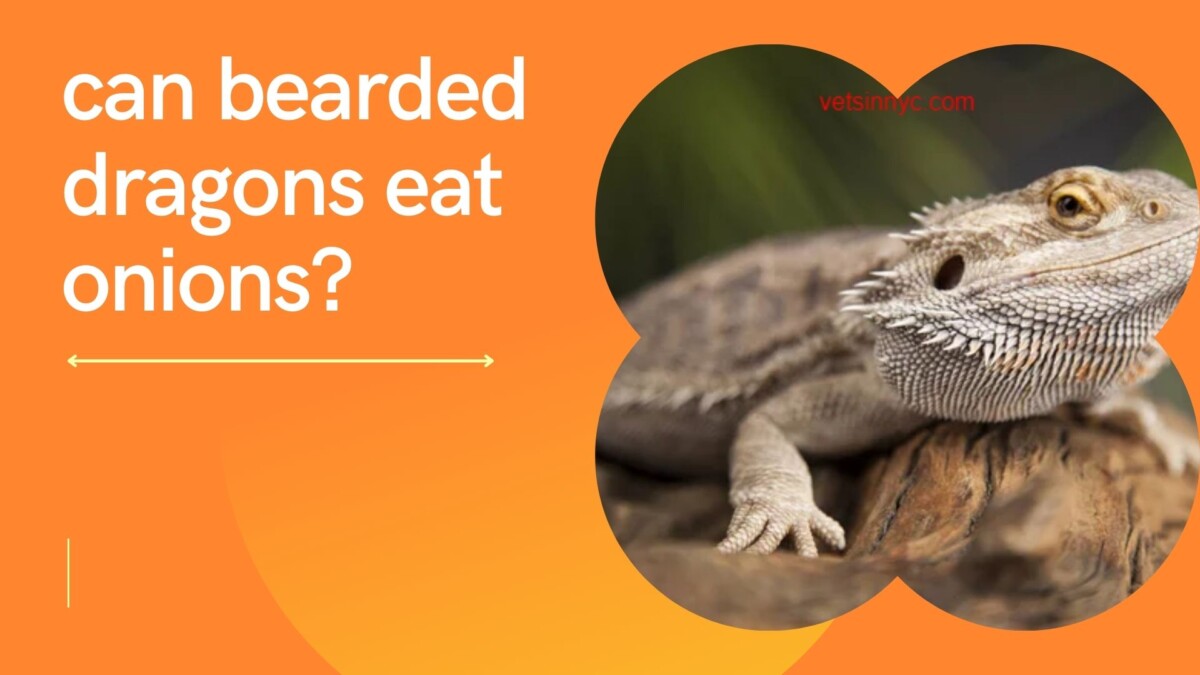 can bearded dragons eat onions?