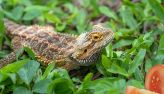 can bearded dragons eat tomatoes?