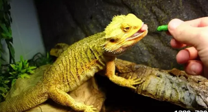can bearded dragons eat mint