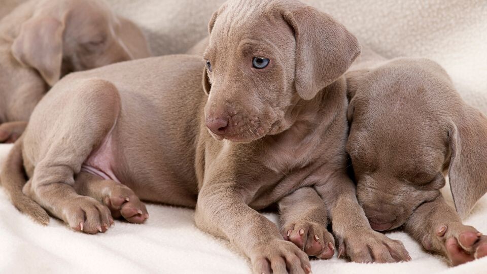 how to crate train a weimaraner puppy
