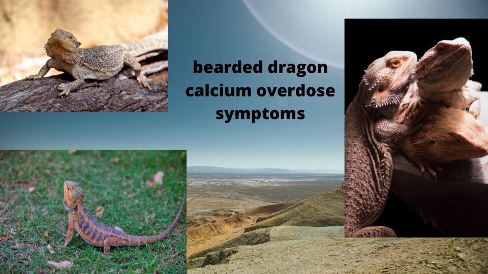 bearded dragon calcium overdose symptoms