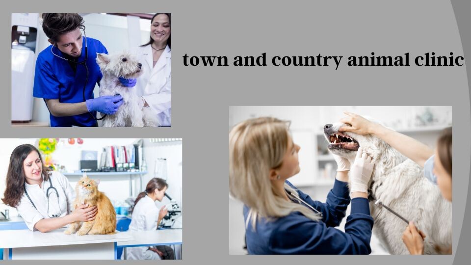 town and country animal clinic