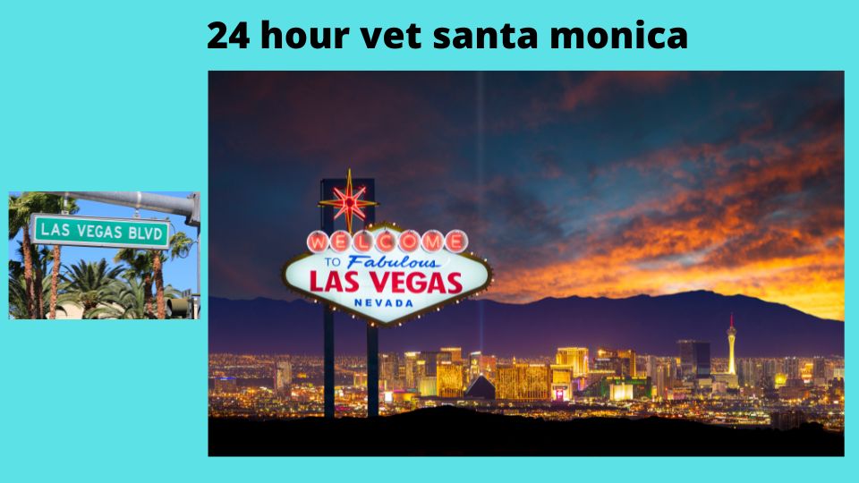 24 hour vet santa monica