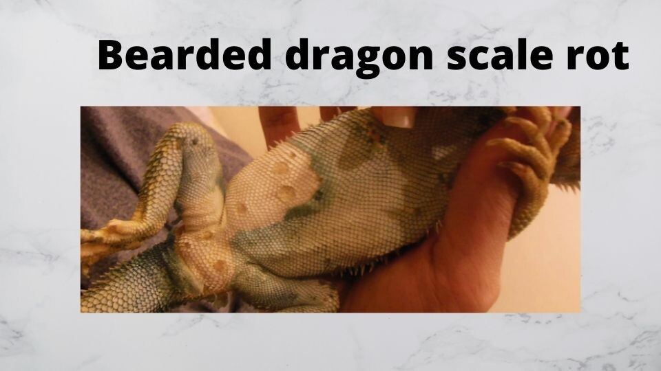 Bearded dragon scale rot