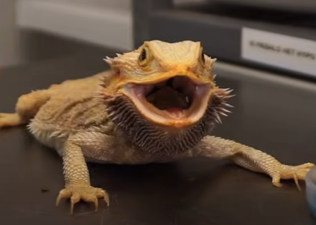 What Could Cause a Bearded Dragon Biting?