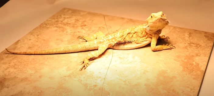 Do bearded dragons like to be petted?