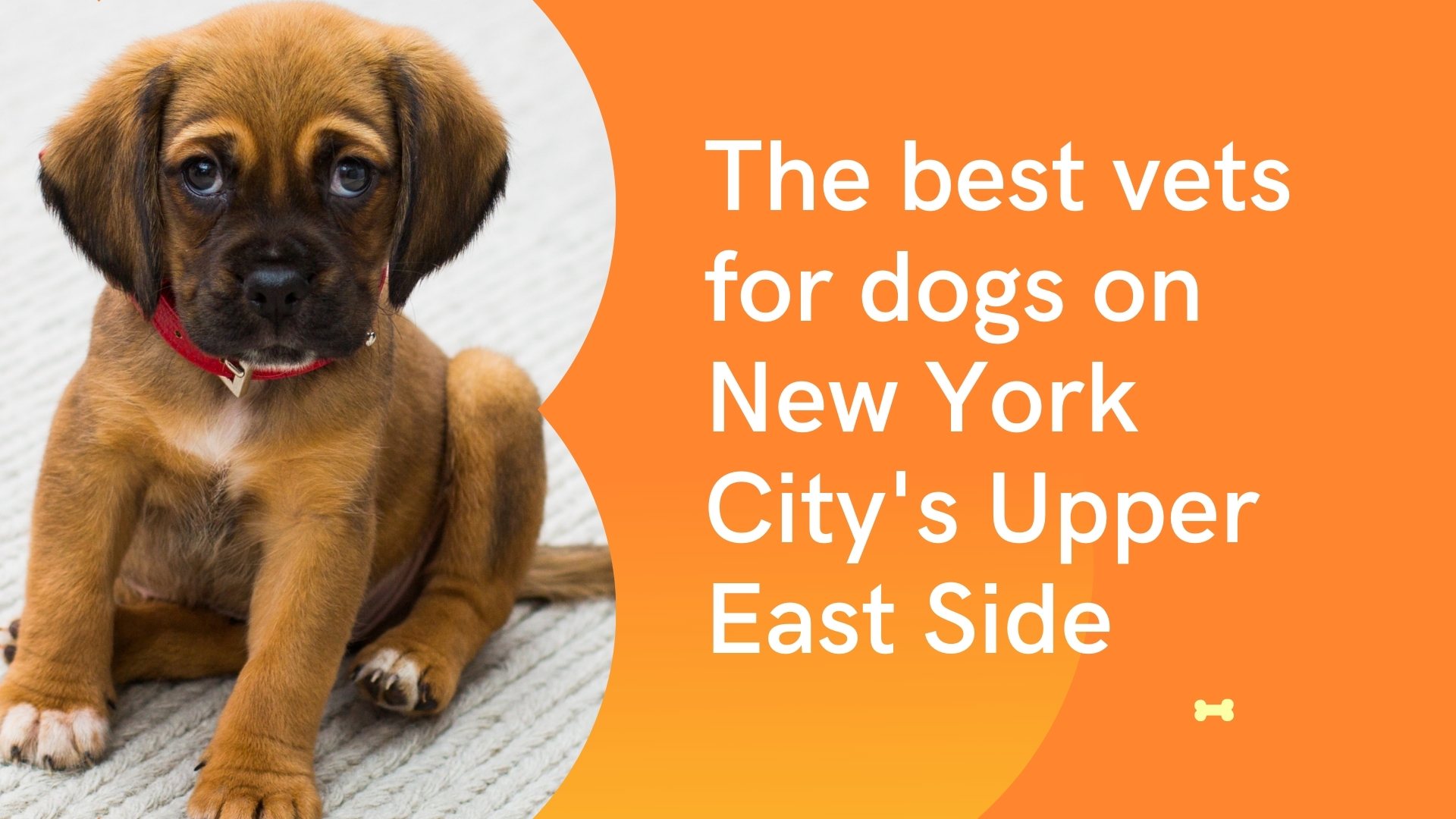 The best vets for dogs on New York City's Upper East Side