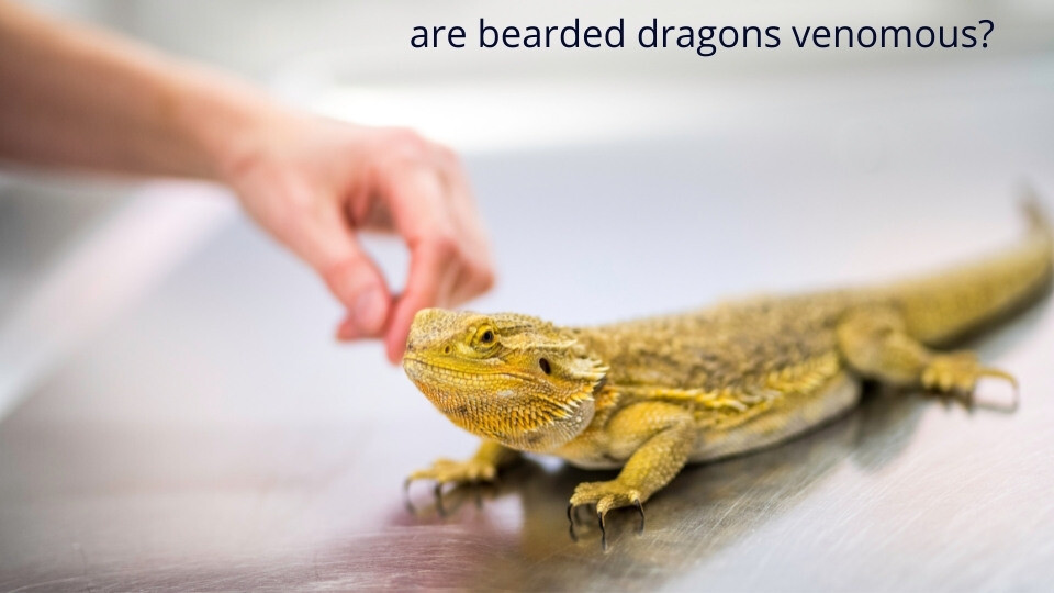 are bearded dragons venomous?
