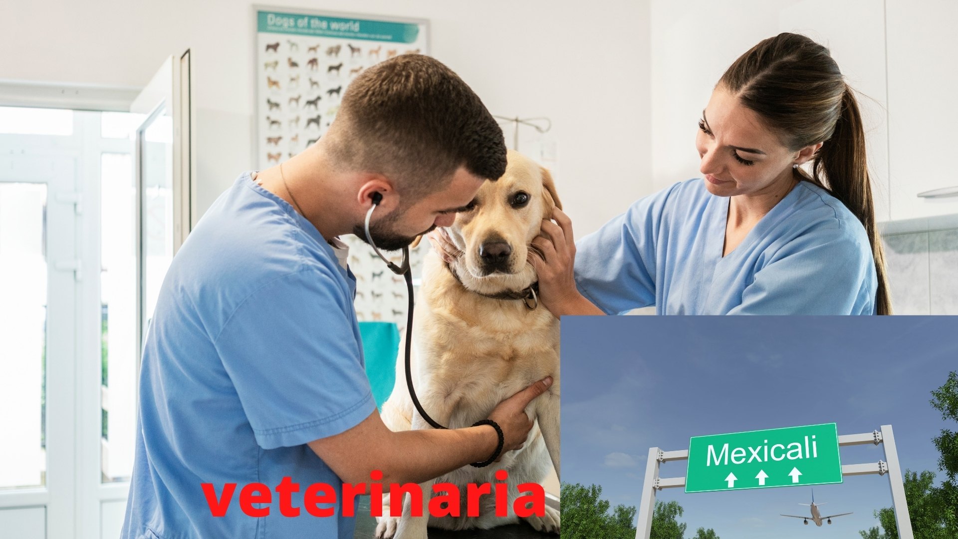 veterinaria mexicali