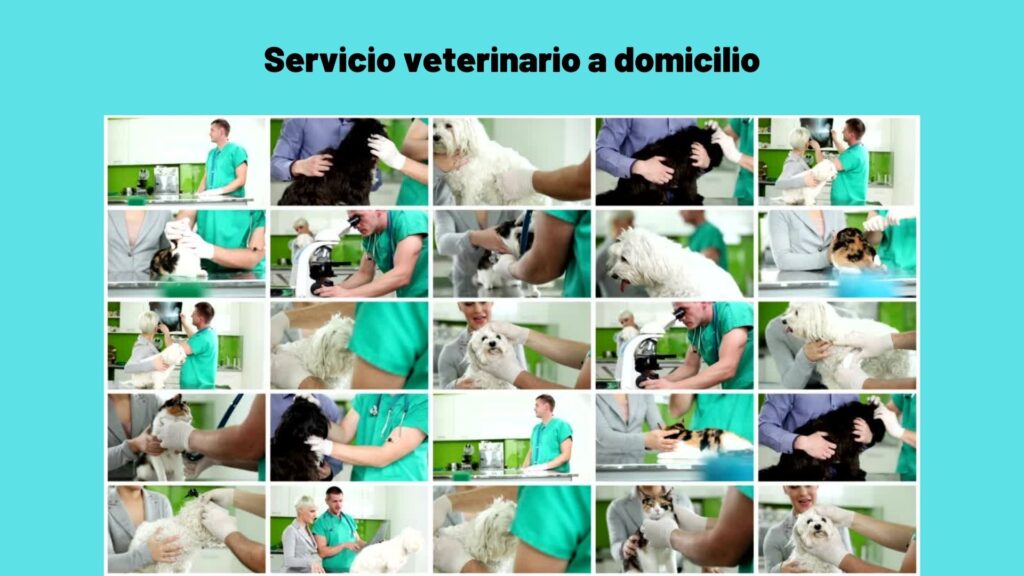 Servicio veterinario a domicilio