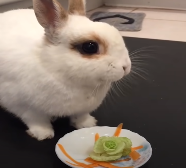 Feeding guidelines for rabbits